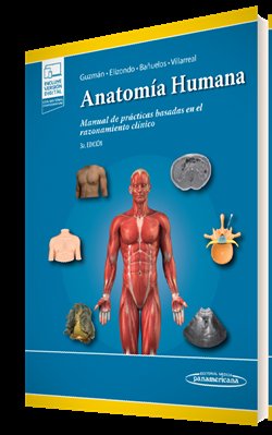 Anatomia Humana