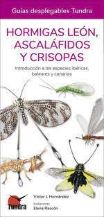 Hormigas Leon Ascalafidos Y Crisposas