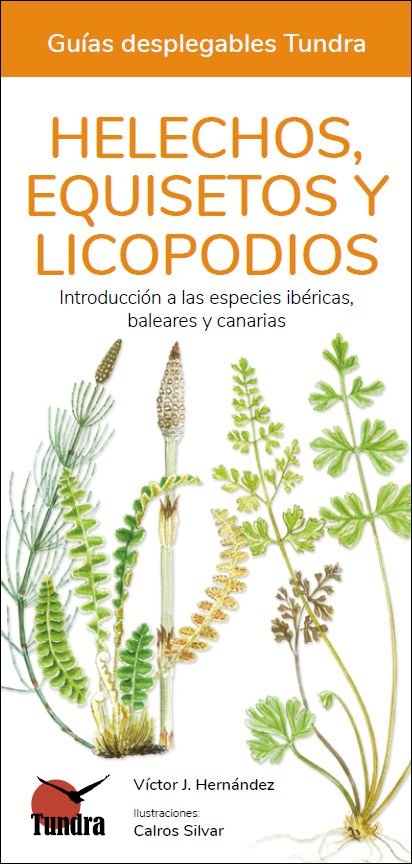 Helechos Equisetos Y Licopodios