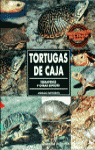 Tortugas De Caja If