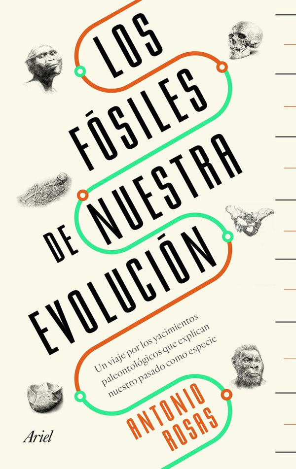 Los Fósiles De Nuestra Evolución