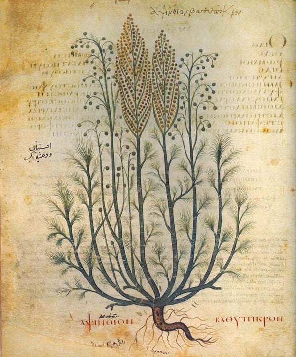 Dioscórides (Acerca De La Materia Medicinal)