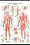 Sistema Muscular Poster